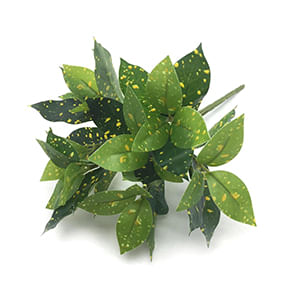 Buque Brasileirinha Verde Cx720 25cm W50730 - Winmax