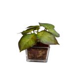 Vaso_Quadrado_Com_Folhagens_Sortidas_Vidro_23x8x8cm_Ref.DF221_Dila_Flores