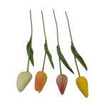 Galho_Tulipa_Eva_W44902