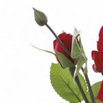 Haste_Rosas_X2_Vermelho_62cm_Ref.1062977_Cromus