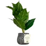 Vaso_Plantas_Harmonia_Cimento_E_Plástico_Pe_10,5x10,5x36cm_Ref.LM3807_honeyhome