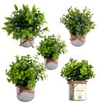 Vaso_Plantas_Sortido_Harmonia_Ferro_E_Plástico_Pe_8x8x21cm_Ref.LM3810_honeyhome