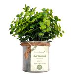 Vaso_Plantas_Sortido_Harmonia_Ferro_E_Plástico_Pe_8x8x21cm_Ref.LM3810_honeyhome