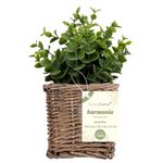 Vaso_Plantas_Sortido_Harmonia_Videira_E_Plástico_Pe_9x9x21cm_Ref.LM3811_honeyhome