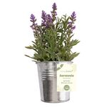 Vaso_Lavanda_Harmonia_Ferro_E_Plástico_Pe_Sortido_9,5x9,5x25cm_Ref.LM3818_honeyhome