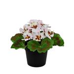 Arranjo_de_Violeta_Artificial_Creme_E_Rosa_Ref.55397012_Grillo