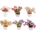 Suculenta_Sortido_Harmonia_Plástico_Pp_E_Pe_5,5x5,5x14cm_LM3829_-_honeyhome