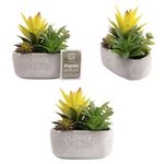 Planta_Artificial_Suculentas_Em_Pvc_Vaso_Cimento_Flowers_&_Plants_13,5x8x16cm_Ref.CB5385_Moment